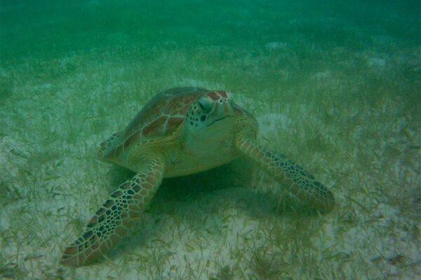 Turtle Odyssey
